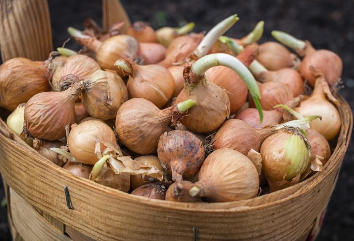 onions