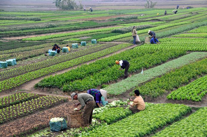 agriculture income