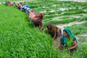 Agriculture