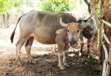Overview of the Assam Cattle Preservation Bill, 2021 Slaughter house