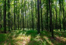 A brief guide to the Scheduled Tribes and Other Traditional Forest Dwellers (Recognition of Forest Rights) Act, 2006 Indian Forest Act, 1927