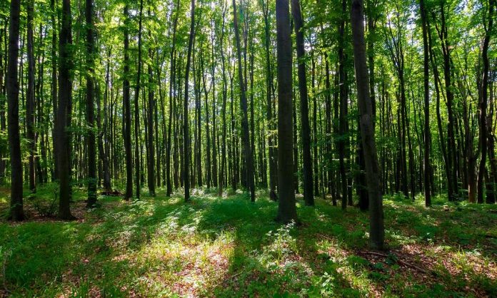 Indian Forest Act, 1927