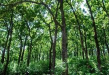 Right to livelihood of forest dwellers and conservation of forest Forests