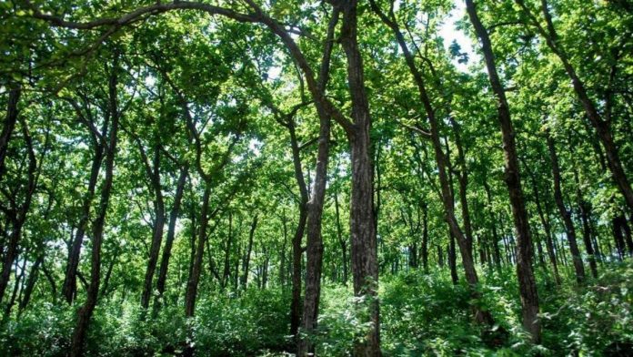 Forests