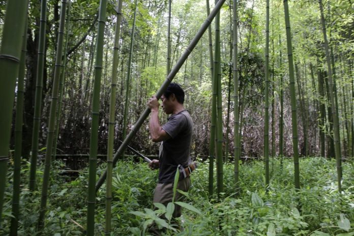 Control of Timber