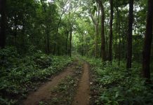 Power, protection, and expropriation of forests in certain cases Indian Forest Act,