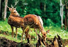 Understanding wildlife cybercrime and ways to curb it