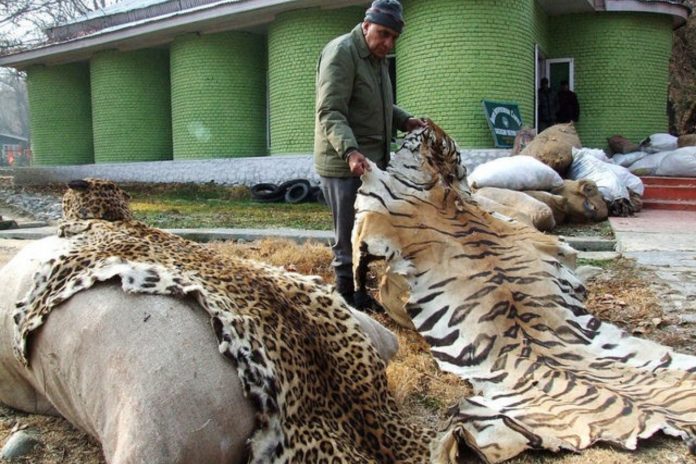Wild Animals