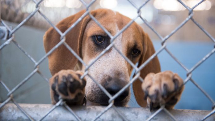 Animal Cruelty Laws