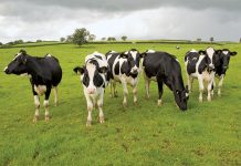 All you need to know about the Assam Cattle Preservation Act, 2021