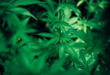 A gateway drug to western medicine