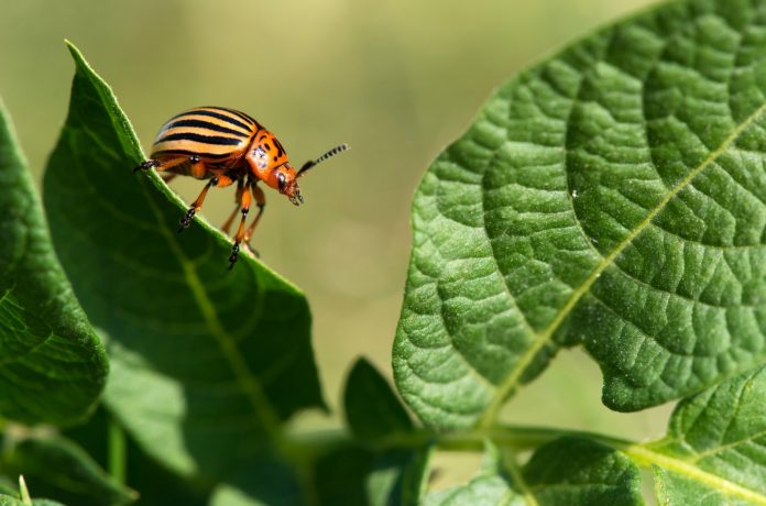 Destructive Insects and Pests (Amendment and Validation) Act