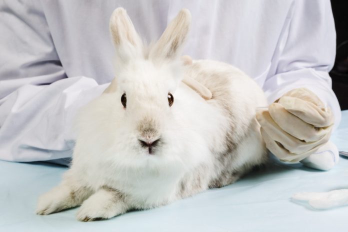 experiment on animals