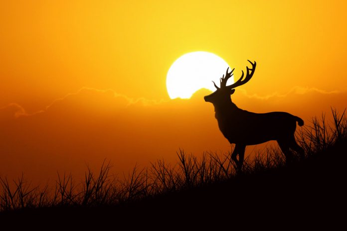 WILDLIFE CONSERVATION