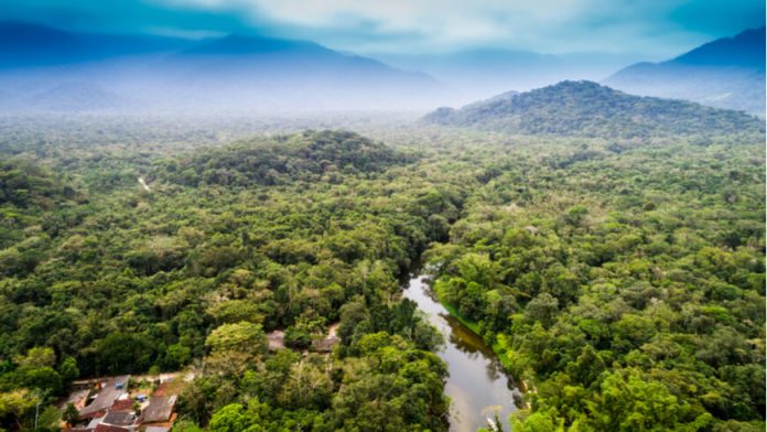 Forest conservation
