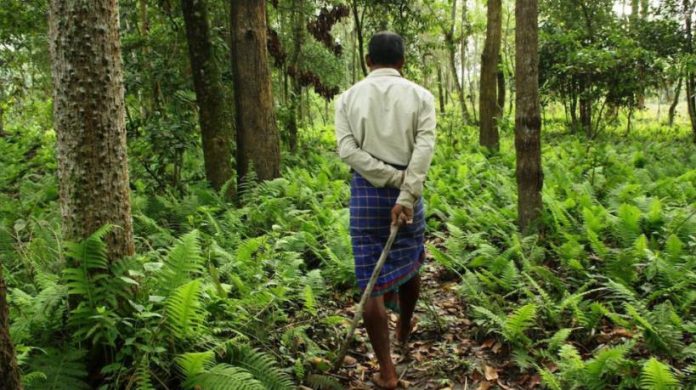 Forest conservation