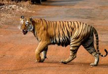 All about Tiger Conservation Plan Tiger Conservation Plan