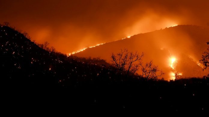 Forest fire
