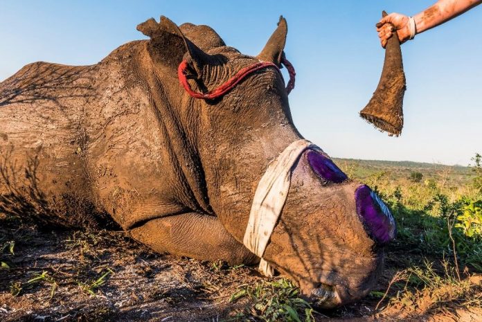 Wildlife crime