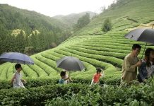Darjeeling tea (word and logo) and its protection under GI tag: an analysis