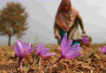 Kashmir saffron should be protected as Geographical Indication: the need
