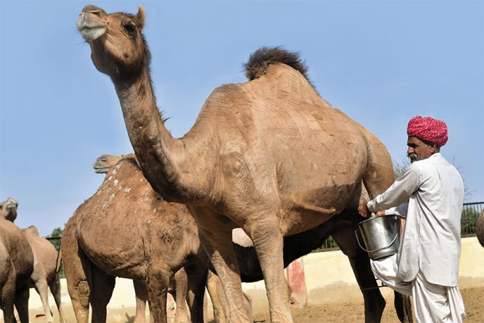 A man milking a camel at the National Research Center on
