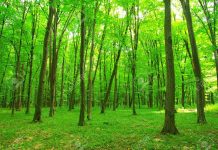 Sustainable forest conservation: legal considerations for corporates