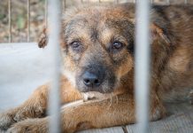 Recognition of animal rights : where does the world stand