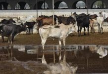 Gaushalas & problem of stray cattle in India