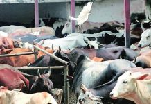 Animal welfare and protection – the role of Article 48 as a Directive Principle of State Policy