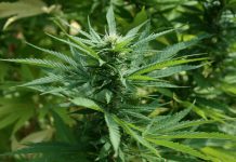 Is weed legal in India