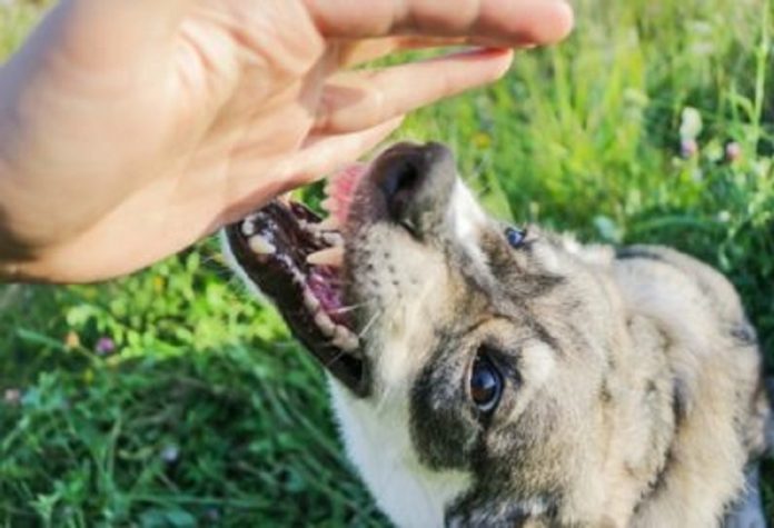 Liability for dangerous animals in tort law