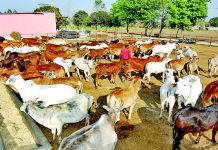 Government budget allocations to SPCAs in Haryana state reveal systemic underfunding and implementation failure Government budget allocations to SPCAs in Hayana