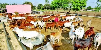 Government budget allocations to SPCAs in Haryana state reveal systemic underfunding and implementation failure Government budget allocations to SPCAs in Hayana